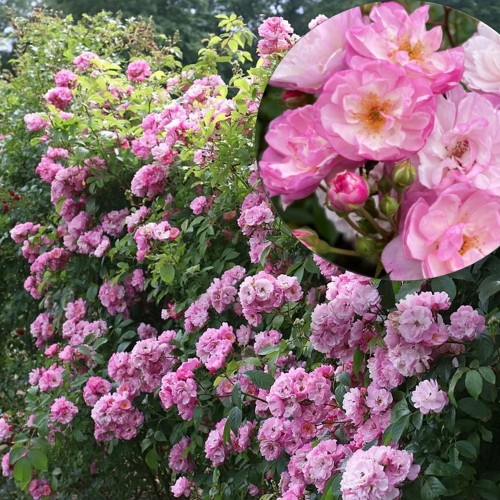 Rosa 'Lavender Siluetta' - Roos 'Lavender Siluetta' C4/4L